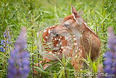 White-Tailed Deer Fawn Odocoileus virginianus in Lupin Stock Photo