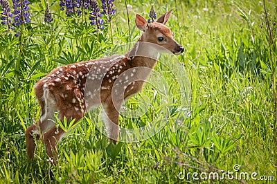 White-Tailed Deer Fawn Odocoileus virginianus Stands to Right Stock Photo