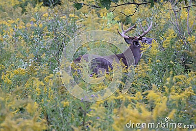 A White-tailed Deer foraging in Toronto's Humber Arboretum Stock Photo