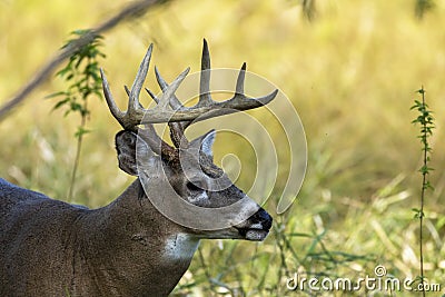 The white -tailed deer, morning on a forest meadow Stock Photo