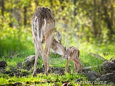 White-Tailed Deer (Odocoileus virginianus) Fawn Bathtime Stock Photo