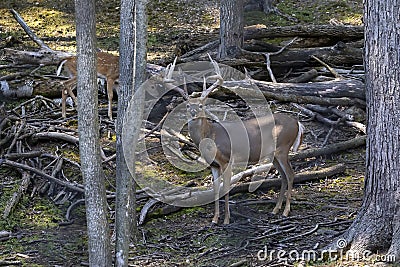 The white-tailed deer Odocoileus virginianus with magnificent antlers, Stock Photo