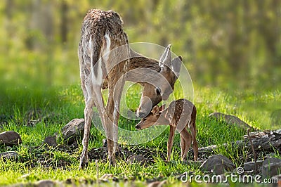 White-Tailed Deer (Odocoileus virginianus) Mother and Fawn Stock Photo