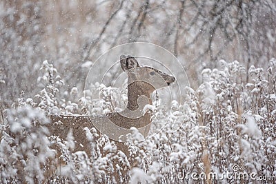 White-tailed Deer in the Snow Stock Photo