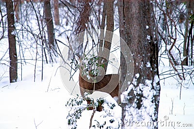 White-tailed deer in snow wood Stock Photo
