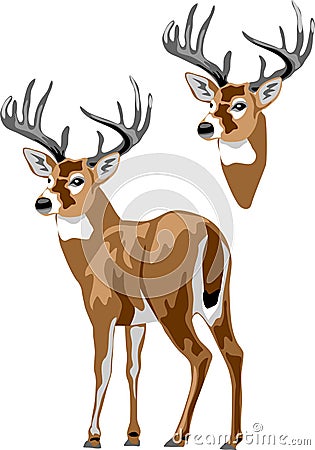 White tailed deer vector Vector Illustration