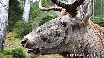 White-tailed deer very detailed close-up portrait. With a deer eye. ungulates ruminant mammals. Portrait courageous deer Stock Photo