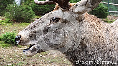 White-tailed deer very detailed close-up portrait. With a deer eye. ungulates ruminant mammals. Portrait courageous deer Stock Photo