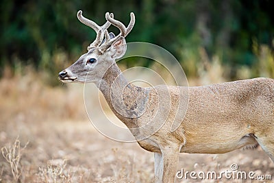 White-Tailed Deer Stock Photo