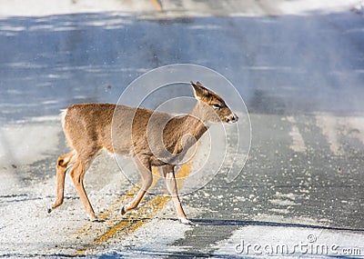 A white-tailed doe deer crosses the road Stock Photo