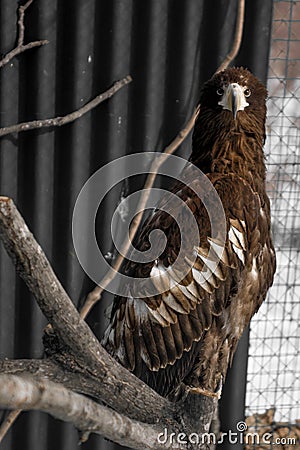 White-tailed eagle, the beautiful, large bird of prey. bright, strong bird. Stock Photo