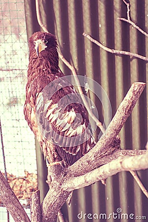 White-tailed eagle, the beautiful, large bird of prey. bright, strong bird. Stock Photo