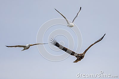 White-tailed eagle chased by gulls Stock Photo