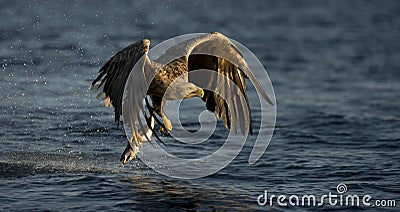 White-tailed Eagle fishing Stock Photo