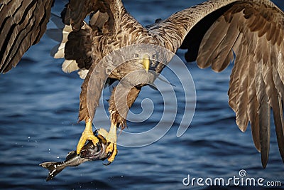 White-tailed eagle fishing Stock Photo