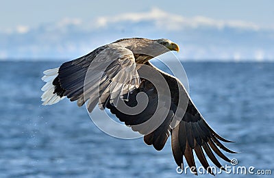 Adult White-tailed eagle in flight. Stock Photo