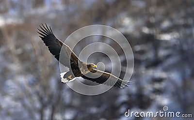 White-tailed eagle in flight. Dark background. Stock Photo