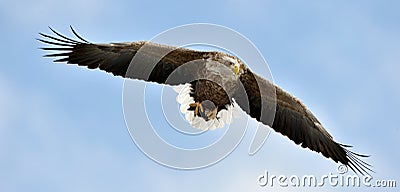 White-tailed eagle in flight. Blue sky background. Stock Photo