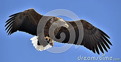 White-tailed eagle in flight. Blue sky background. Stock Photo