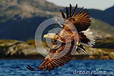 White-tailed eagle in flight, eagle with a fish which has been just plucked from the water, Scotland Stock Photo