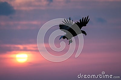 White-tailed eagle in flight, eagle with a fish which has been just plucked from the water in Hokkaido, Japan, silhouette of eagle Stock Photo