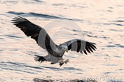 White-tailed eagle in flight hunting fish from sea,Hokkaido, Japan, Haliaeetus albicilla, majestic sea eagle with big claws aiming Stock Photo