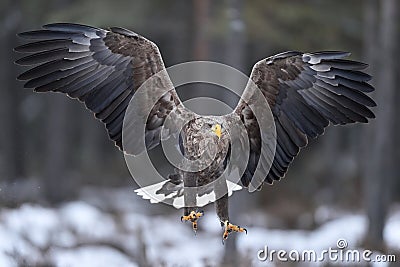 White-tailed eagle in flight talons in front Stock Photo