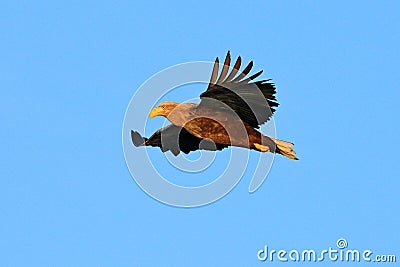 White-tailed eagle, Haliaeetus albicilla, big bird of prey on thy dark blue sky, with white tail, Japan. Action wildlife scene fro Stock Photo