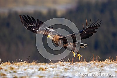 White-tailed Eagle, Haliaeetus albicilla, bird flight, birds of prey with forest in background, starting from the meadow with snow Stock Photo