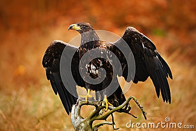 White-tailed Eagle, Haliaeetus albicilla, landing on the tree branch, with brown grass in background. Bird landing. Eagle flight. Stock Photo