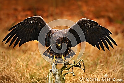 White-tailed Eagle, Haliaeetus albicilla, landing on the tree branch, with brown grass in background. Bird landing. Eagle flight. Stock Photo