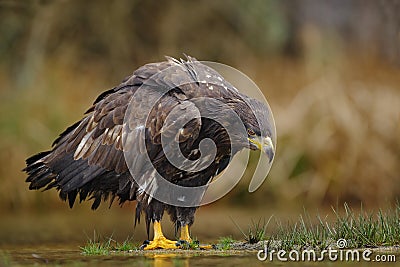 White-tailed Eagle, Haliaeetus albicilla, sitting in the water, with brown grass in background Stock Photo