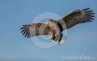 White-tailed eagle soaring Stock Photo