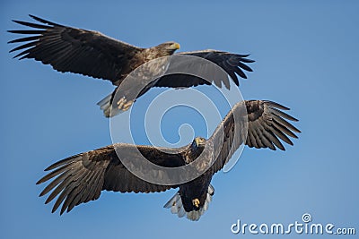 White-tailed eagles soaring Stock Photo