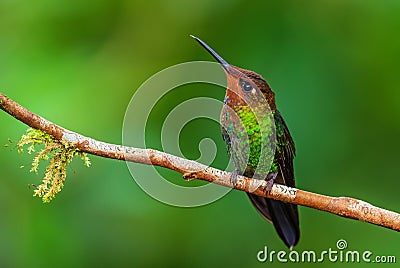 White-tailed Hillstar - Urochroa bougueri Stock Photo