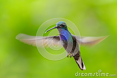 White-tailed Hillstar - Urochroa bougueri Stock Photo