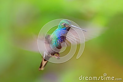 White-tailed Hillstar - Urochroa bougueri Stock Photo