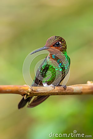 White-tailed Hillstar - Urochroa bougueri Stock Photo