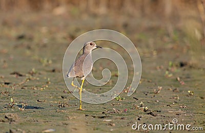 White-tailed Lapwing Stock Photo