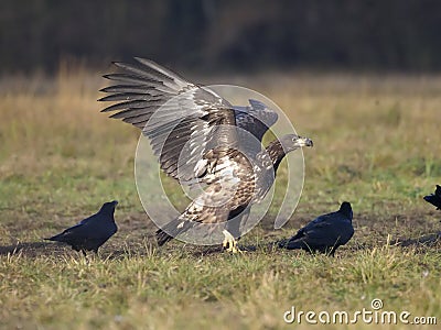 White-tailed sea-eagle, Haliaeetus albicilla Stock Photo