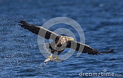 White Tailed Sea Eagle Haliaeetus albicilla Stock Photo