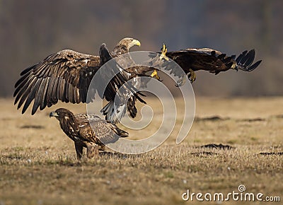 White-tailed squabble Stock Photo