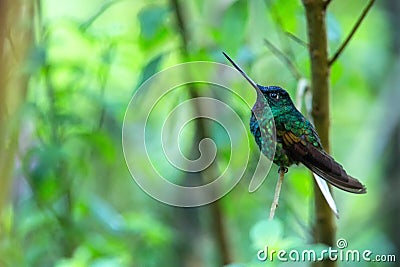 White-tailed starfrontlet sitting on branch, hummingbird from tropical forest,Colombia,bird perching,tiny bird resting in rainfore Stock Photo