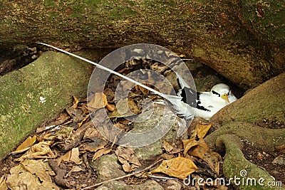 A nesting white-tailed tropic-bird Stock Photo