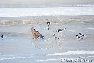 White-talied Sea Eagle and Common Magpie Stock Photo