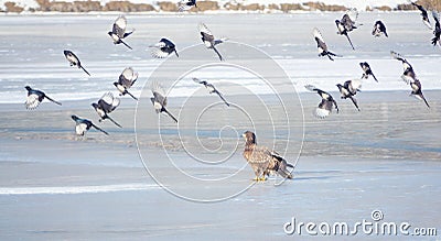 White-talied Sea Eagle and Common Magpie Stock Photo