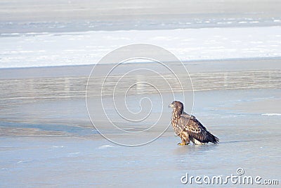 White-talied Sea Eagle Stock Photo