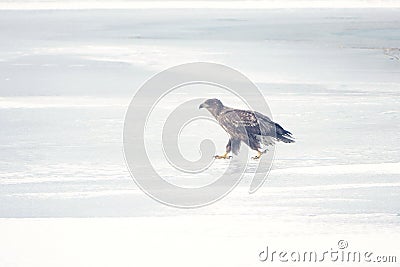 White-talied Sea Eagle Stock Photo