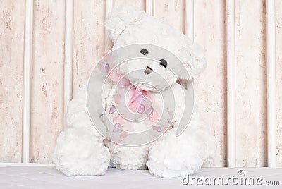 White teddy bear closeup Stock Photo