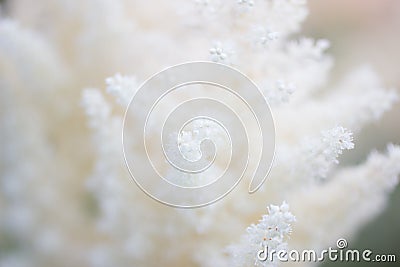 White tender fluffy flowers, soft focus,close up. Stock Photo